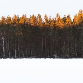 forest near a snow covered lake