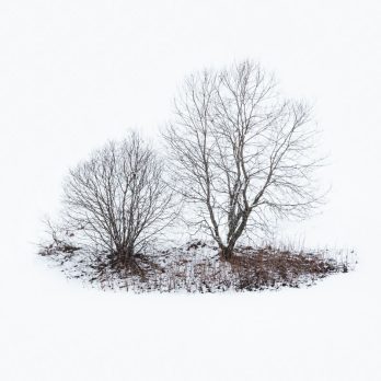 two trees standing in a snowy environment