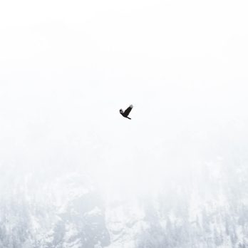 bird flying in front of foggy mountain