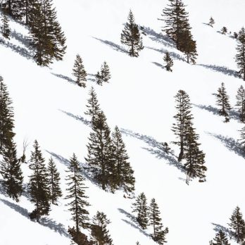 Trees on a snowy hillside casting shadows